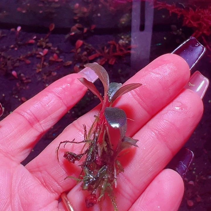 福利4号福利价植物一头