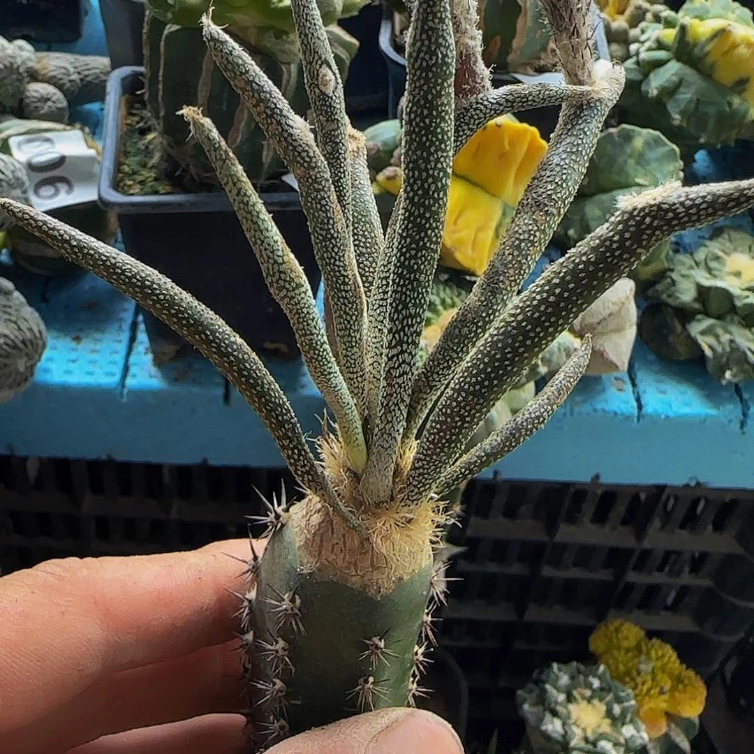 美杜莎086仙人球开花