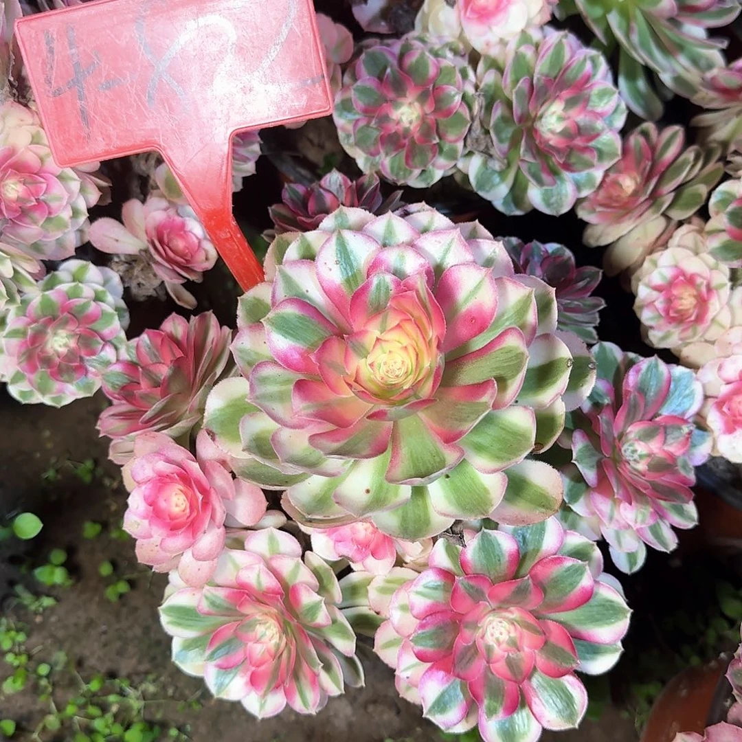 4-822倾城多肉法师