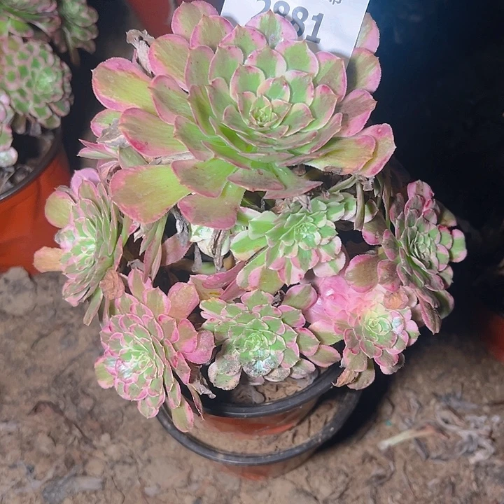 2881霁月多肉植物保护