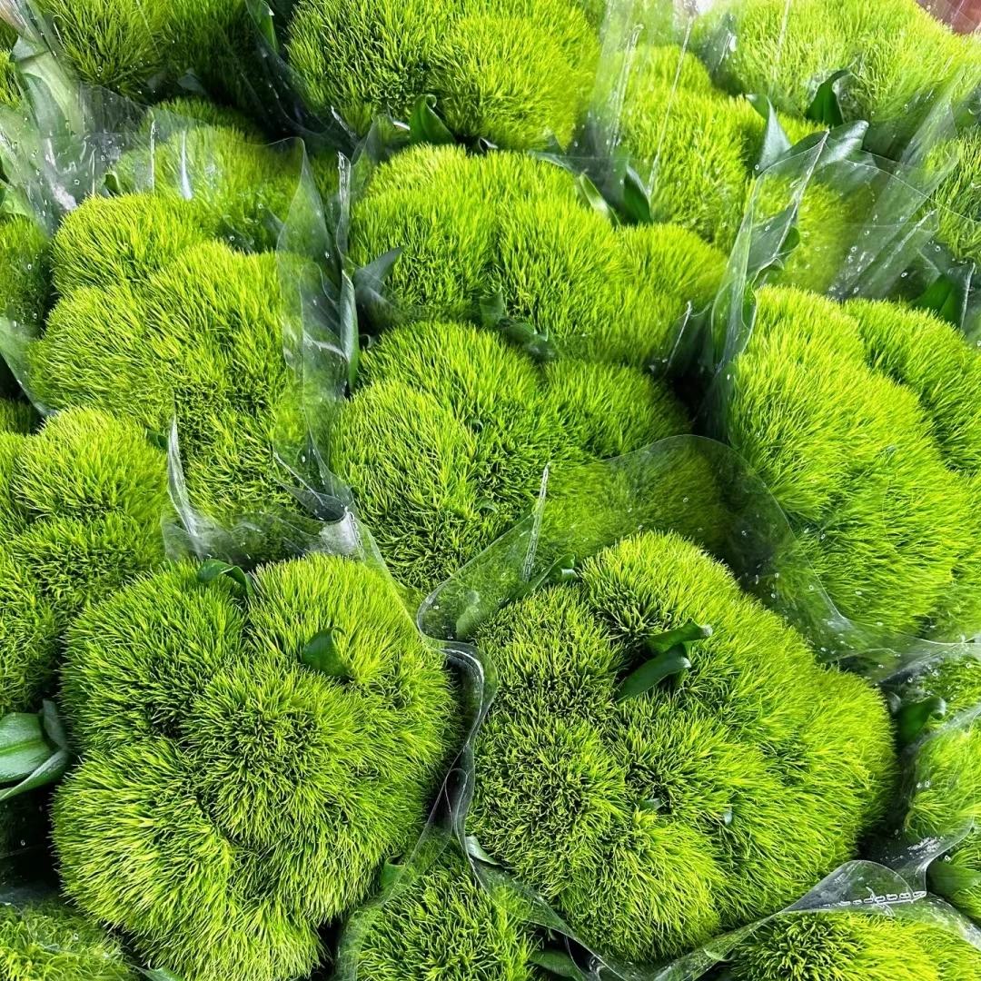 氧花季 绿毛球 收到先醒花 云南直发