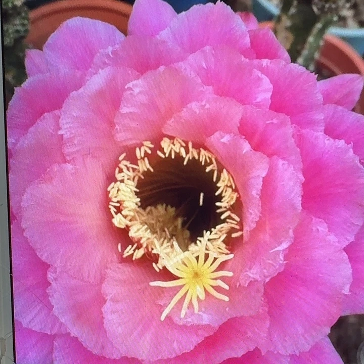 糖果侧芽5公分左右毛花柱（20包邮）