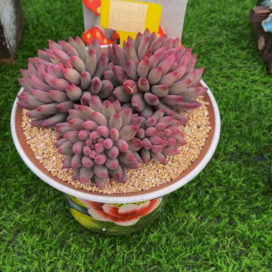 Y****?虞美人群生多肉植物