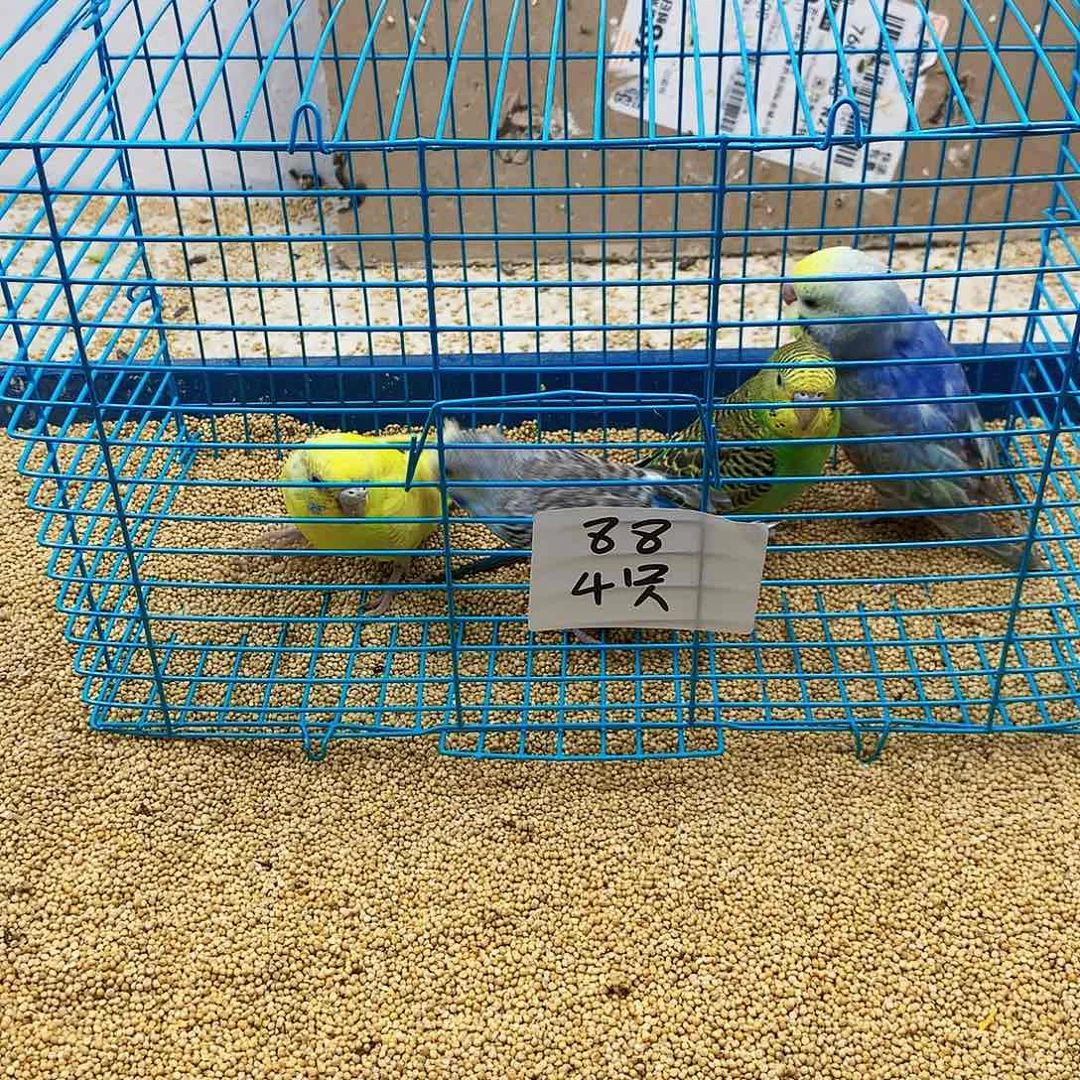 虎皮鹦鹉C**Y虎皮鹦鹉