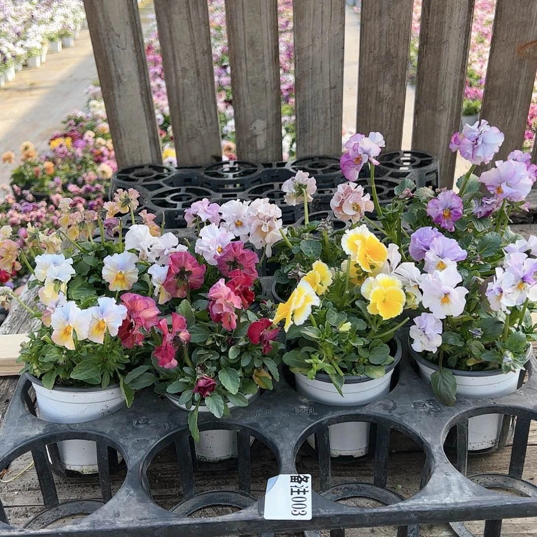 【闪购商品】003号