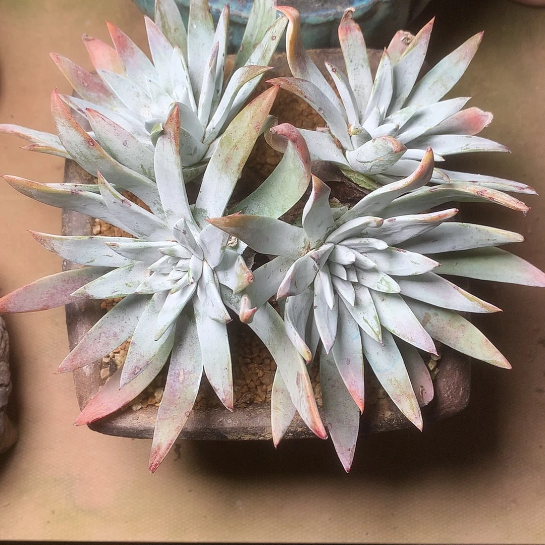 1941流丹雪山仙女杯多肉