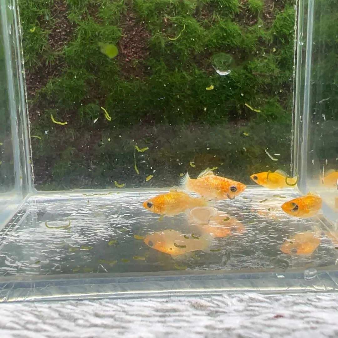 黑玛丽鱼鱼苗4条。