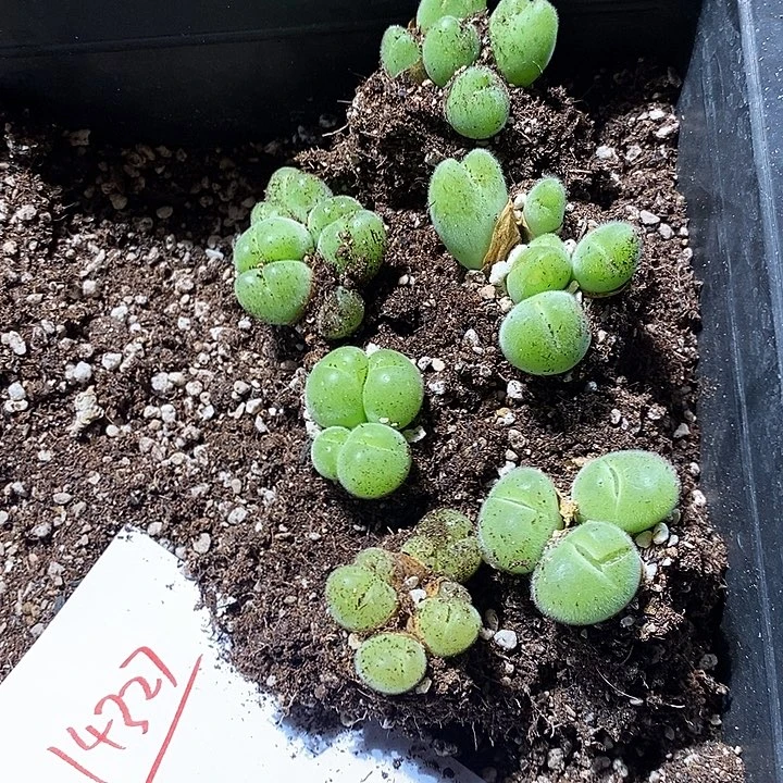 14327。  一组毛翠滴。