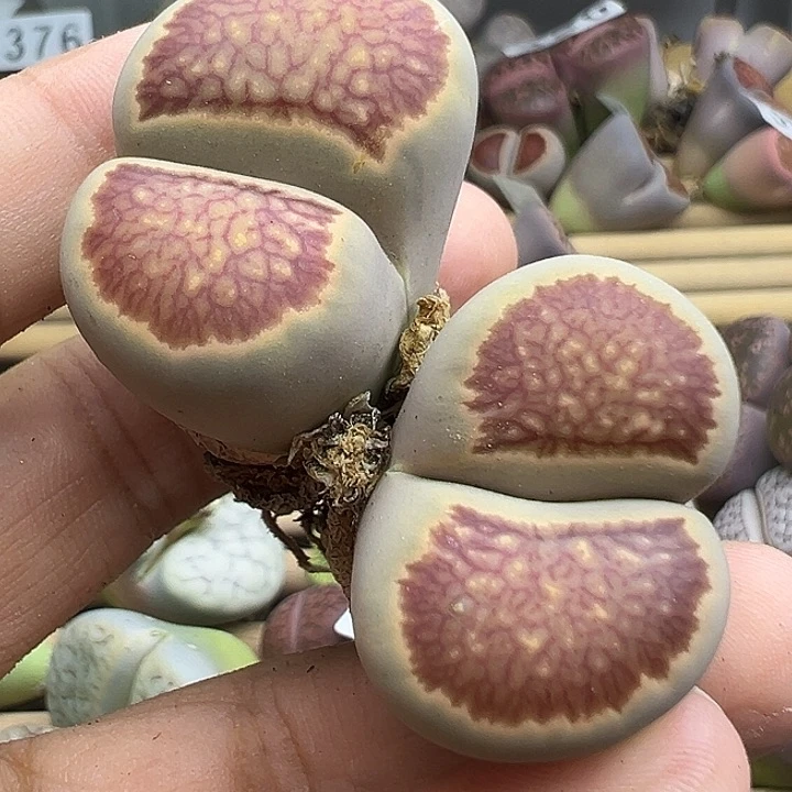384下播福利菊奶奶