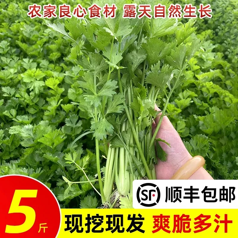 【顺丰包邮】如皋现挖芹菜小香芹3斤5斤