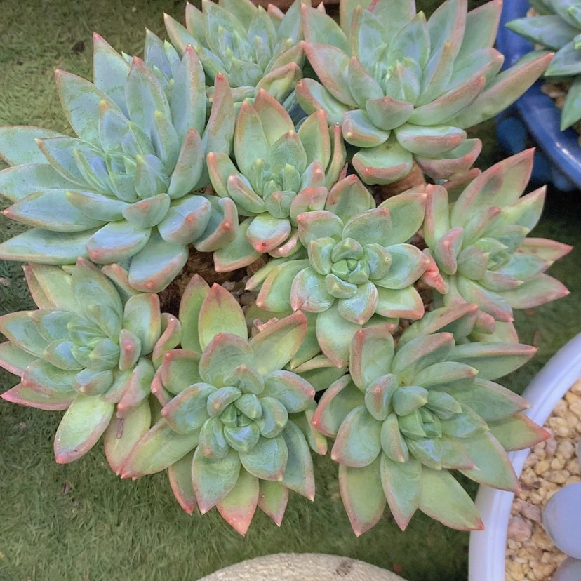 【闪购商品】彩虹红蛋
