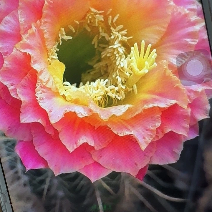 超级大满贯侧芽5公分左右毛花柱