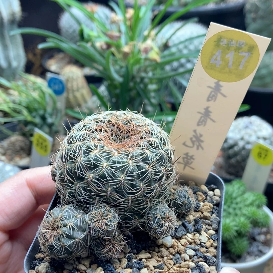 沟宝山群一颗仙人球