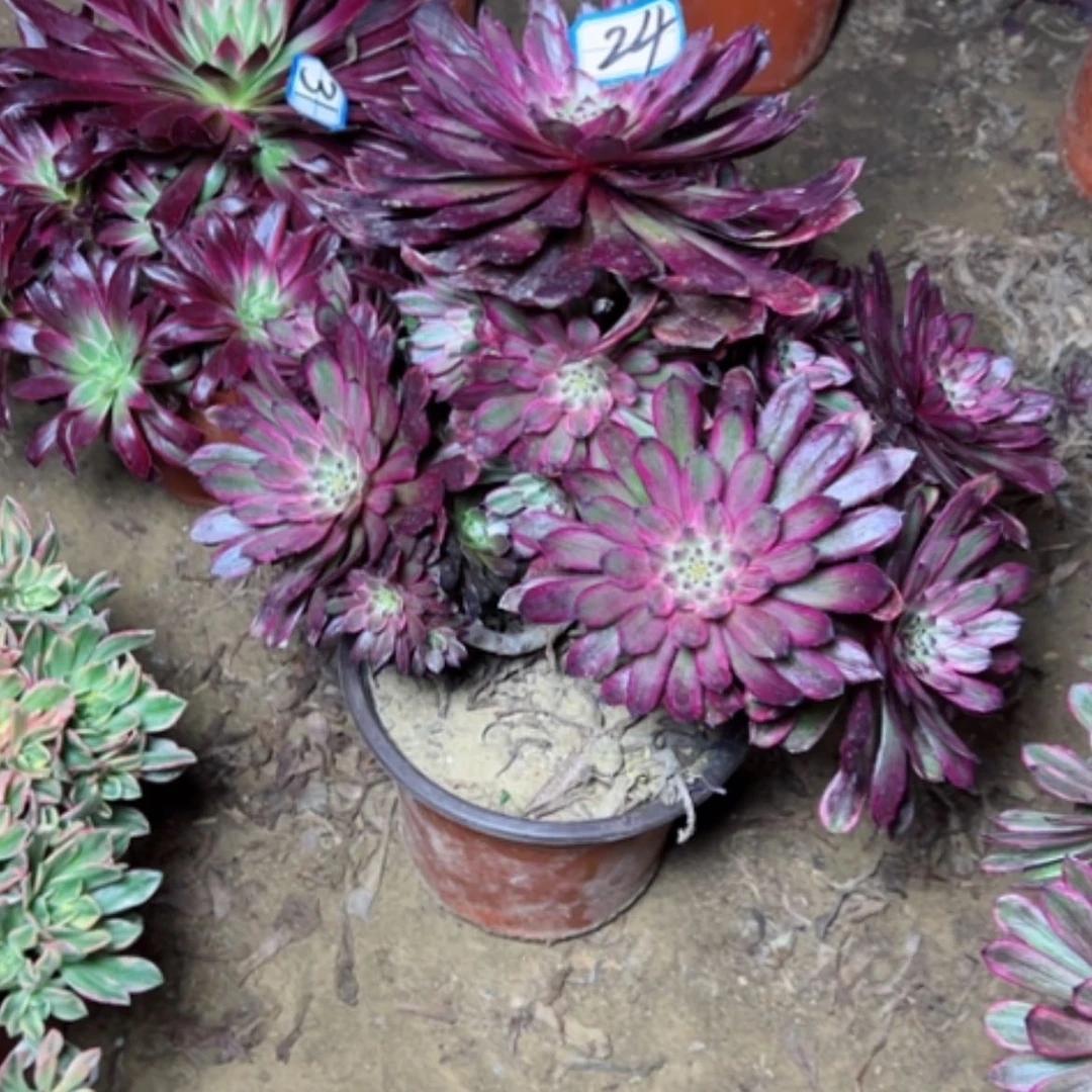 【闪购商品】瑪*朵多肉植物紫霞24