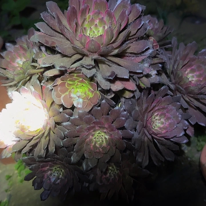 精品紫霞老桩亏本福利