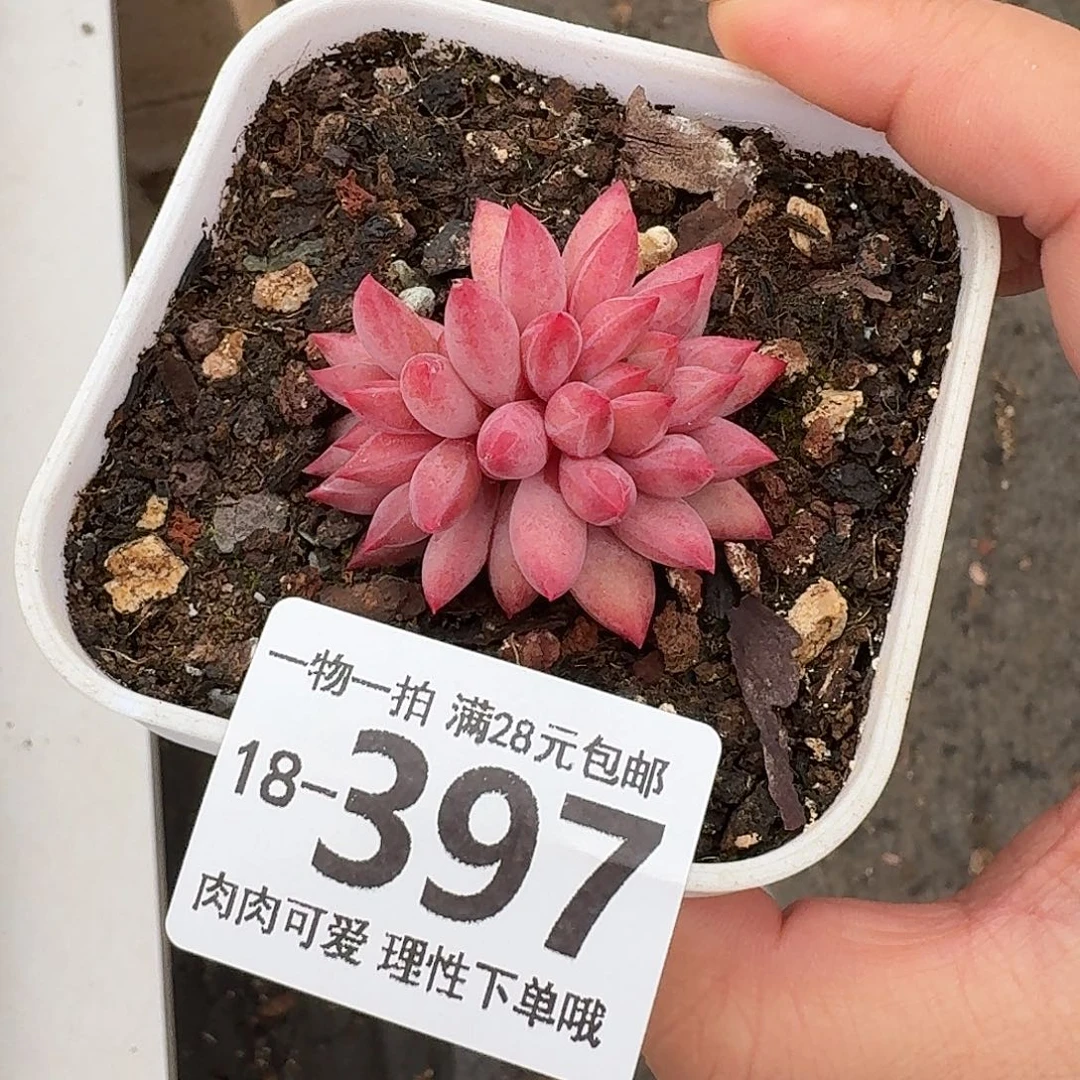 金鱼姬无盆土发货