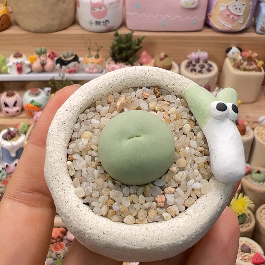 多肉植物76号鸽子蛋