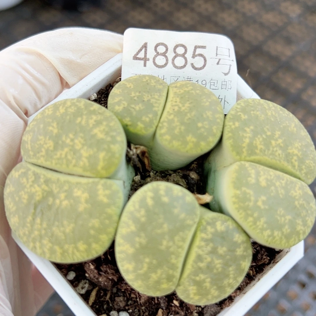 4885 好养易活生石花大母本