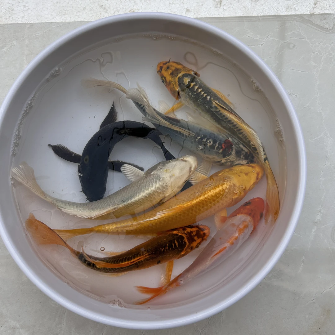 锦鲤冷水观赏鱼耐活好养德系