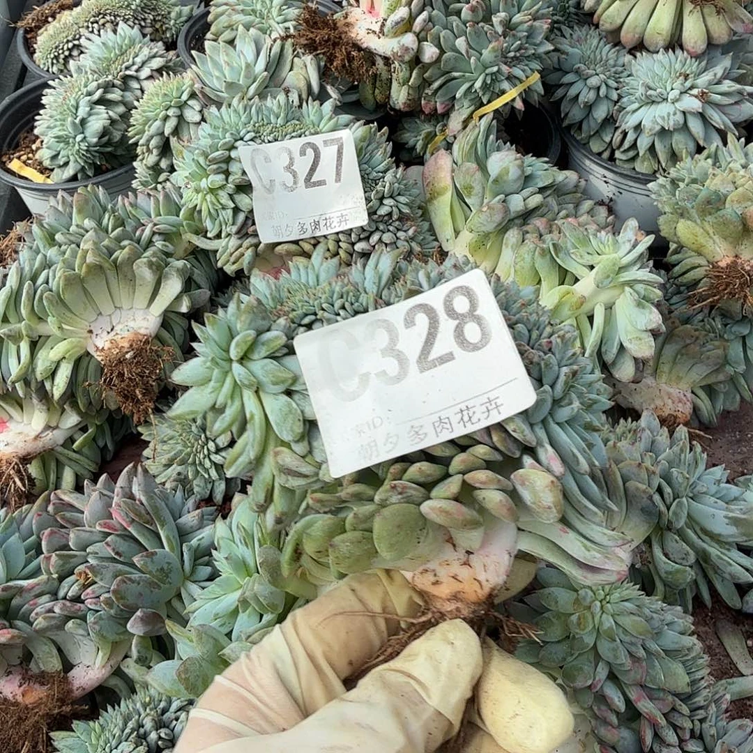 粗腿v板星影缀呀呀呀