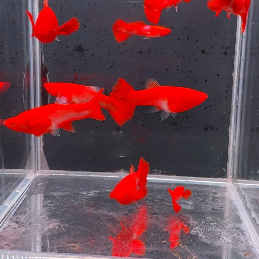 孔雀鱼通背双分水2对