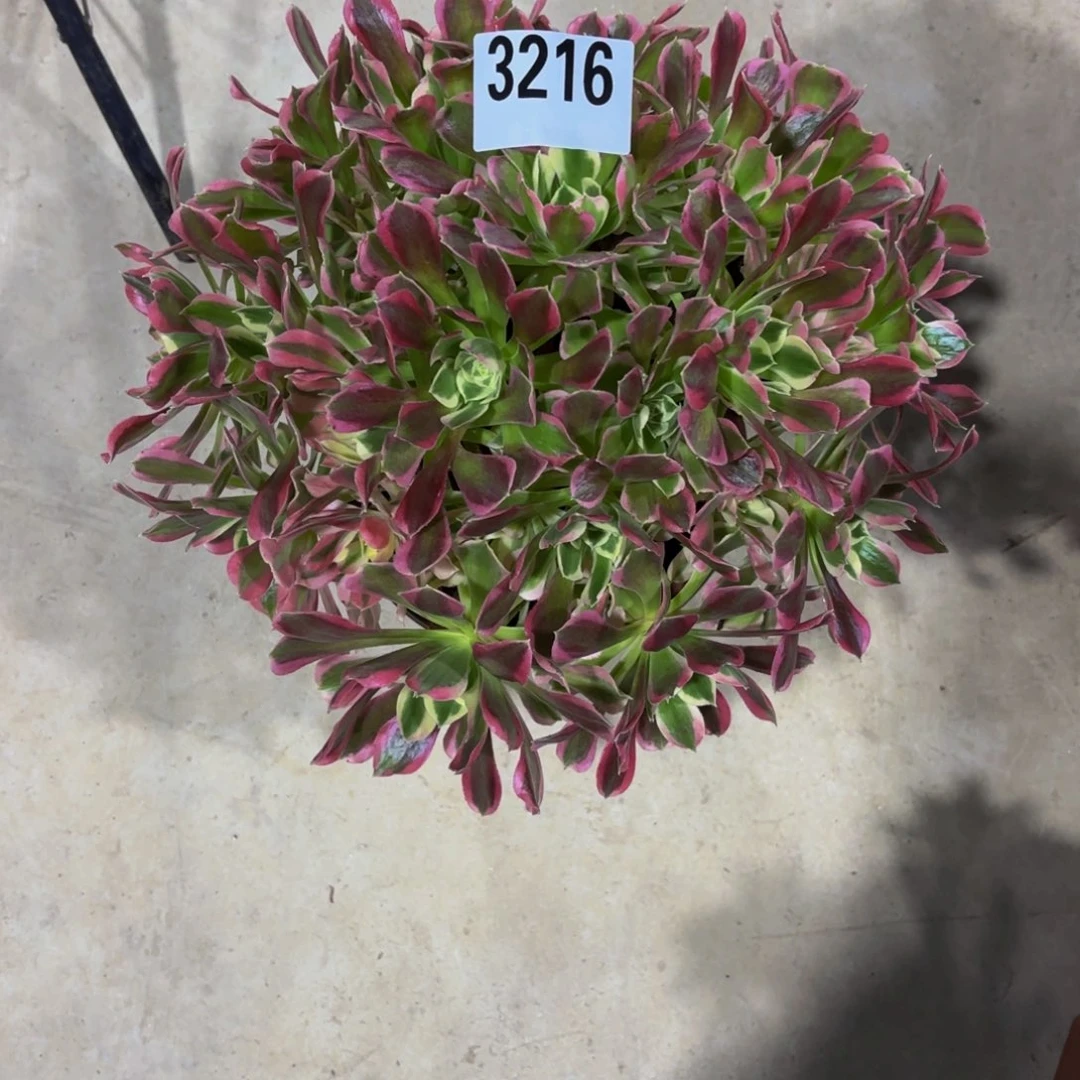 无花朵3216白风111111