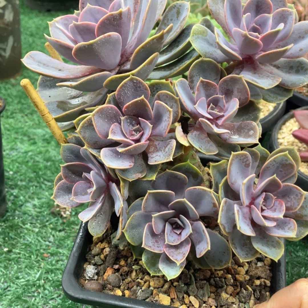 紫珍珠一起过一拍一拍