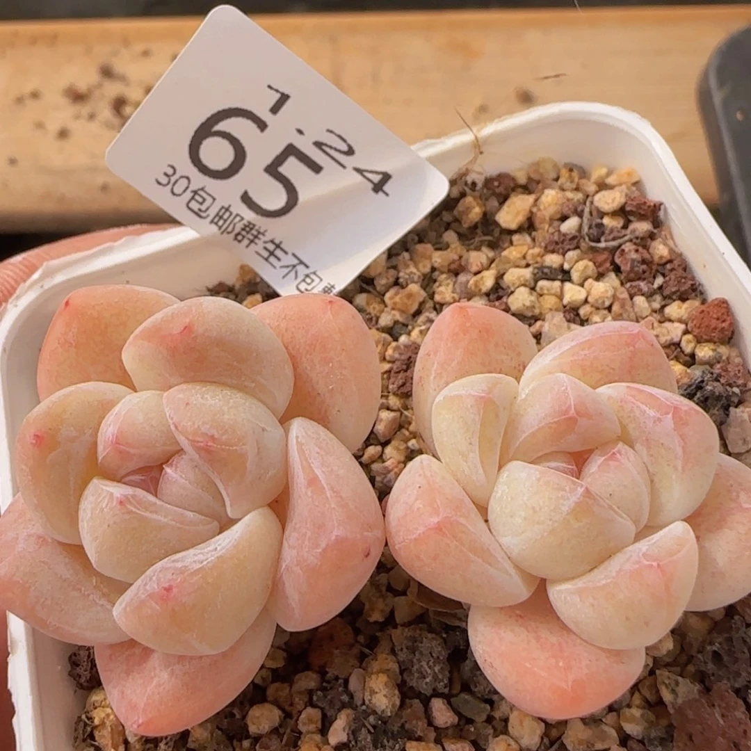 双头精控冰玉一颗脱土