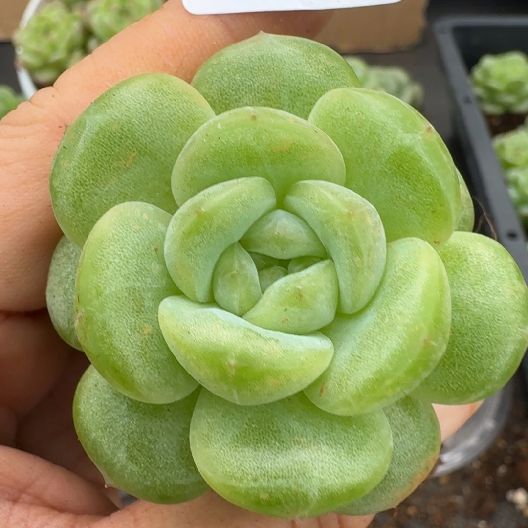 一物一拍一物一拍1109-193