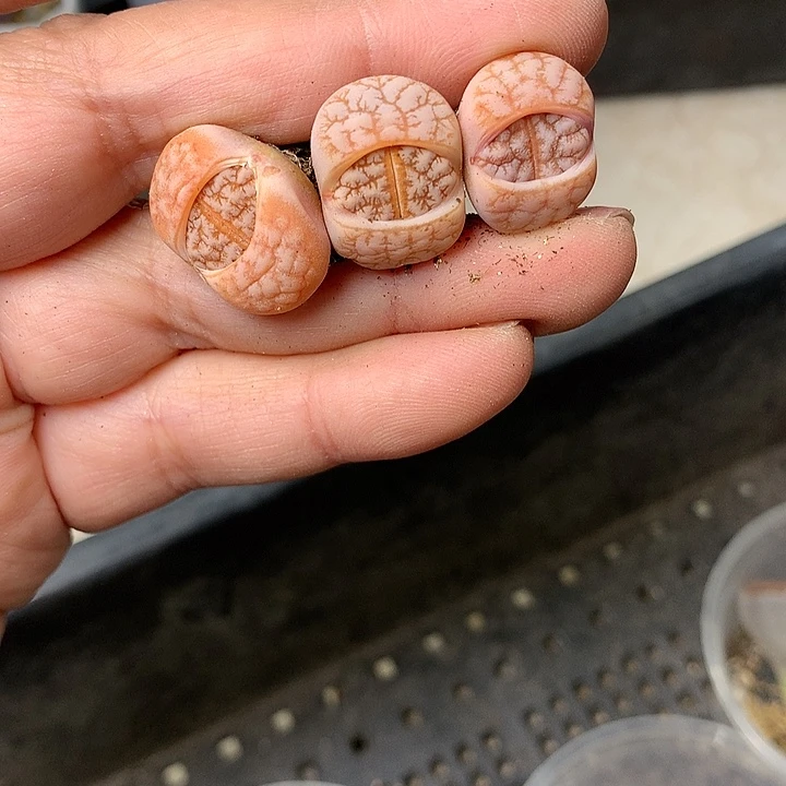 D394多肉植物保护研究所