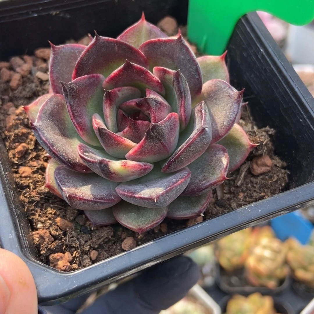 998干果珍妮多肉植物保护