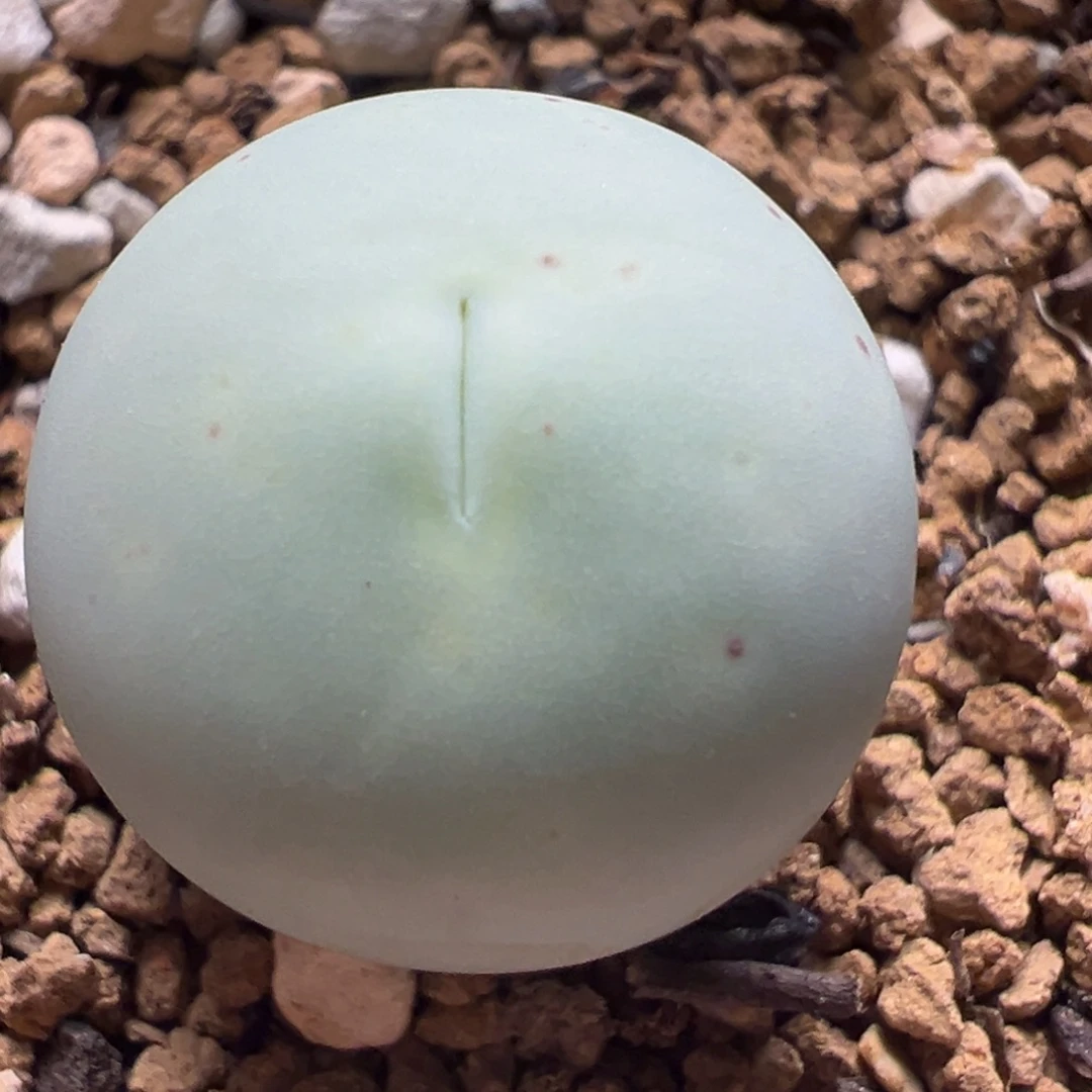 1.8厘米鸽子蛋母本多肉