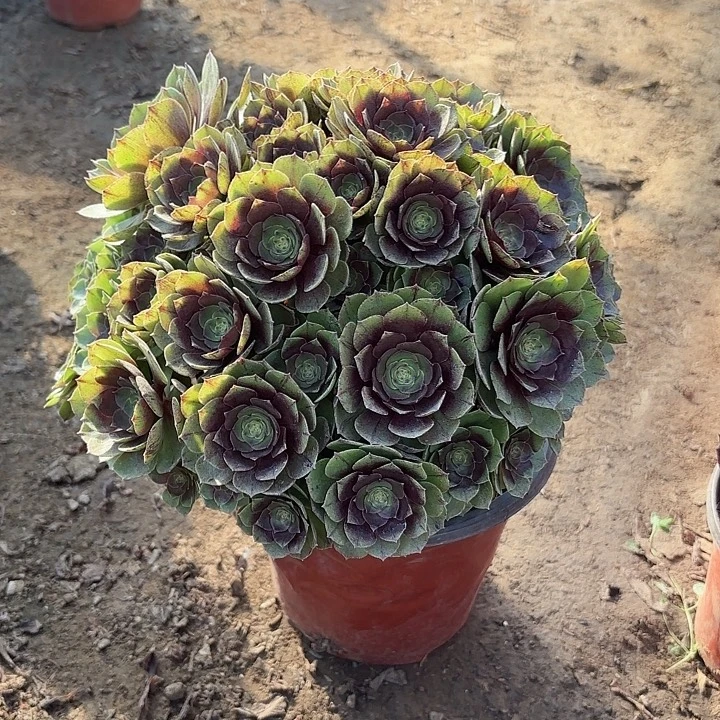 多肉植物万圣节45