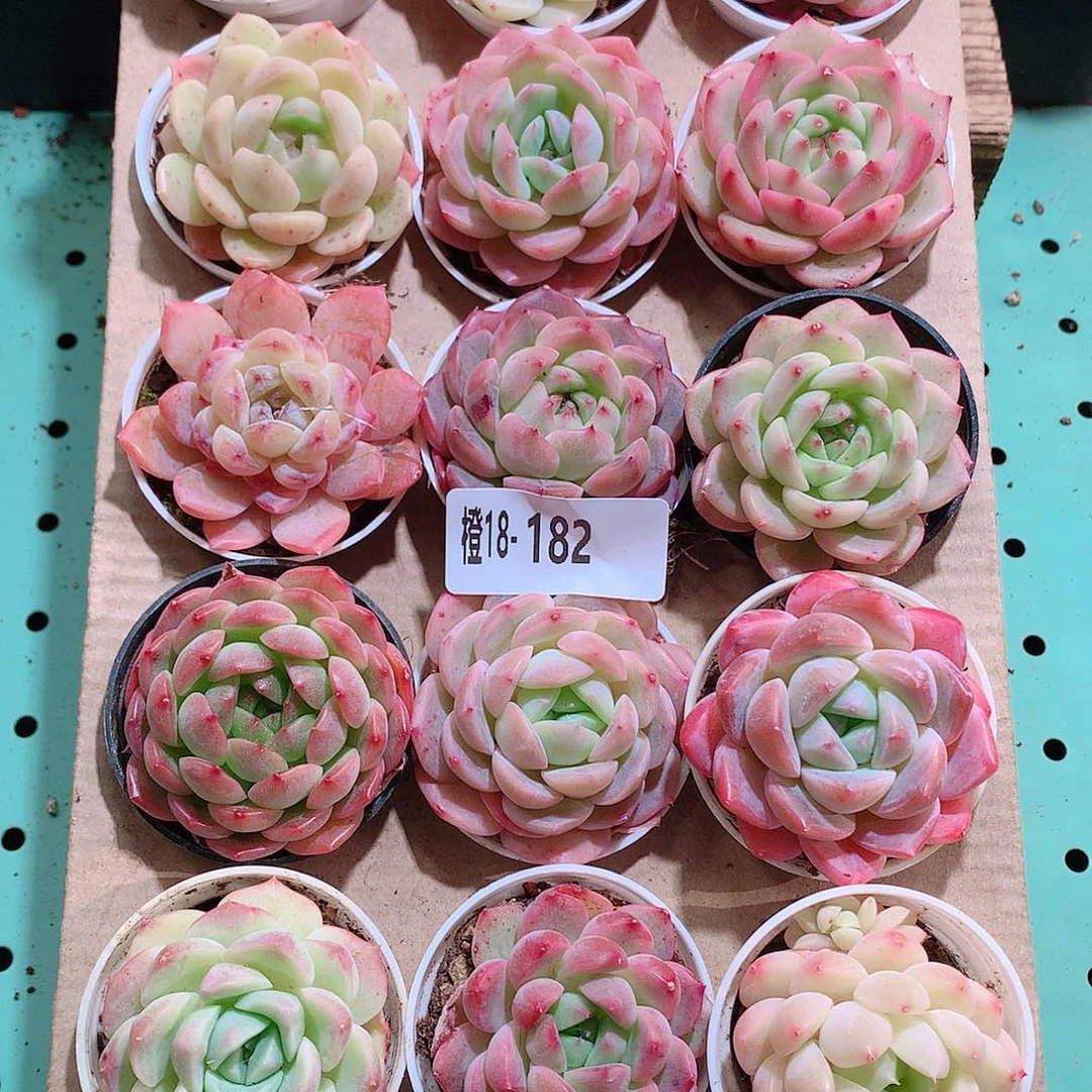 18-182一物一拍带盆18颗