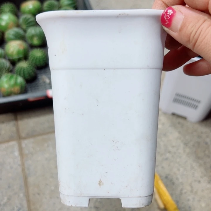 30小白方5个口径10高14无托盘20包邮