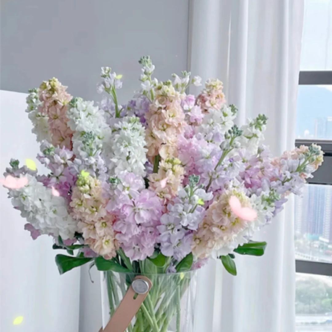 紫罗兰一扎10支油菜花的味道