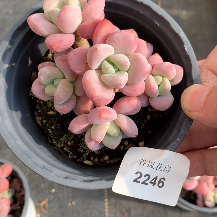 17号下午场，2246一颗