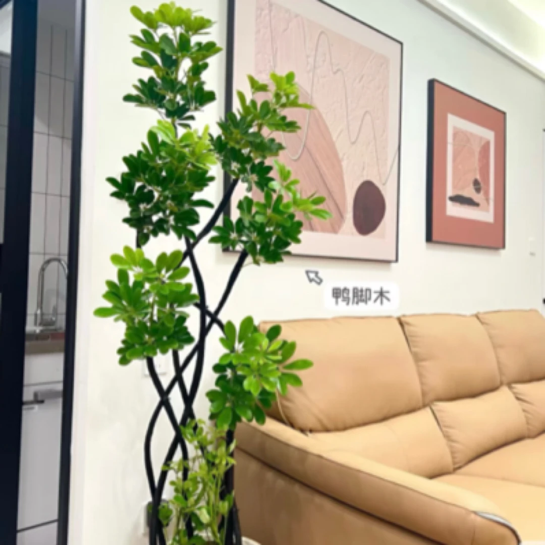 鸭脚木又名鹅掌柴 八方来财，其叶片如手掌伸出，浓绿有光泽