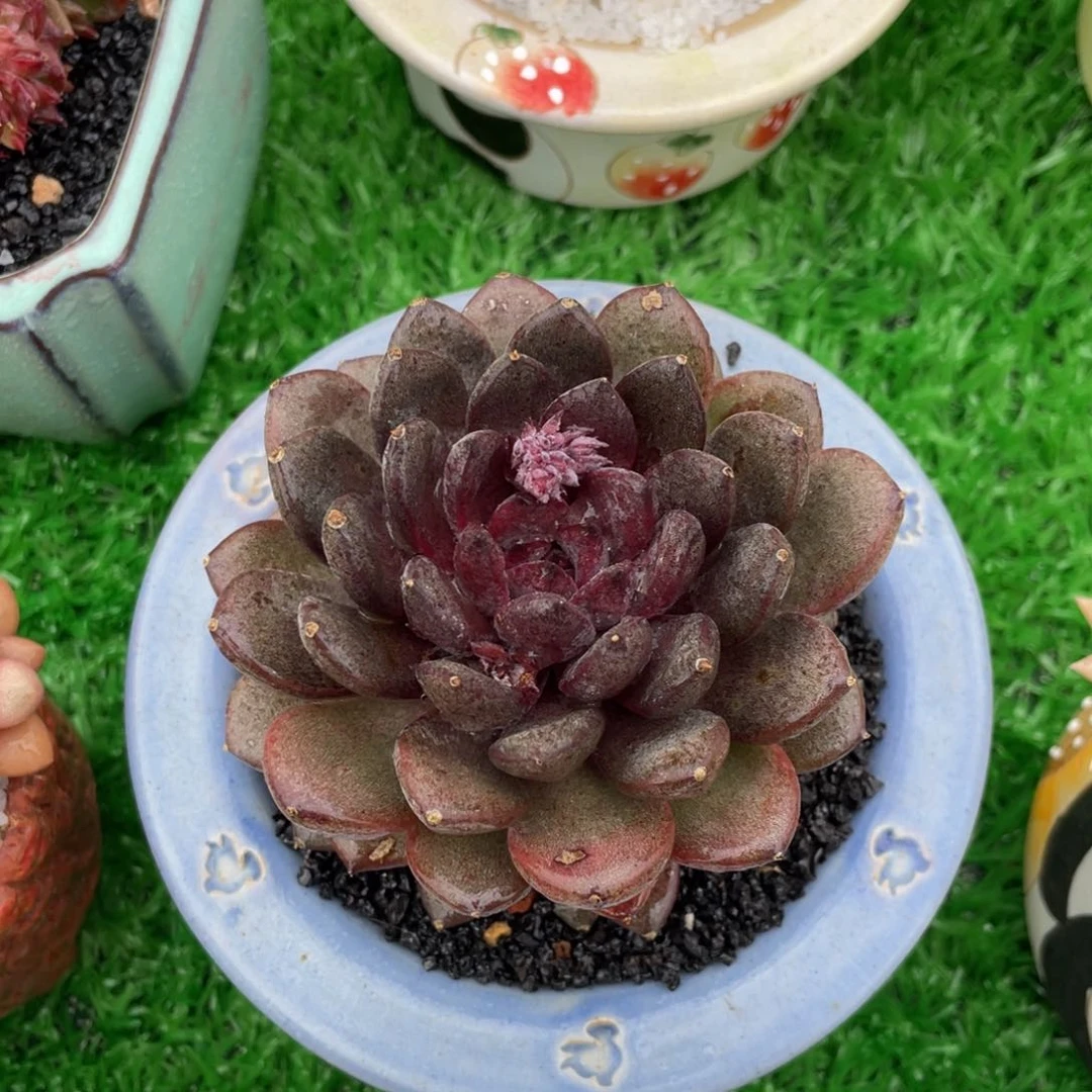 梵*多肉植物盆栽多肉