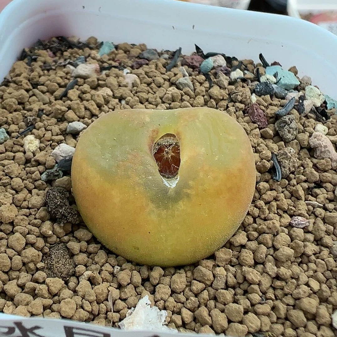 247蟠桃带盆土发货