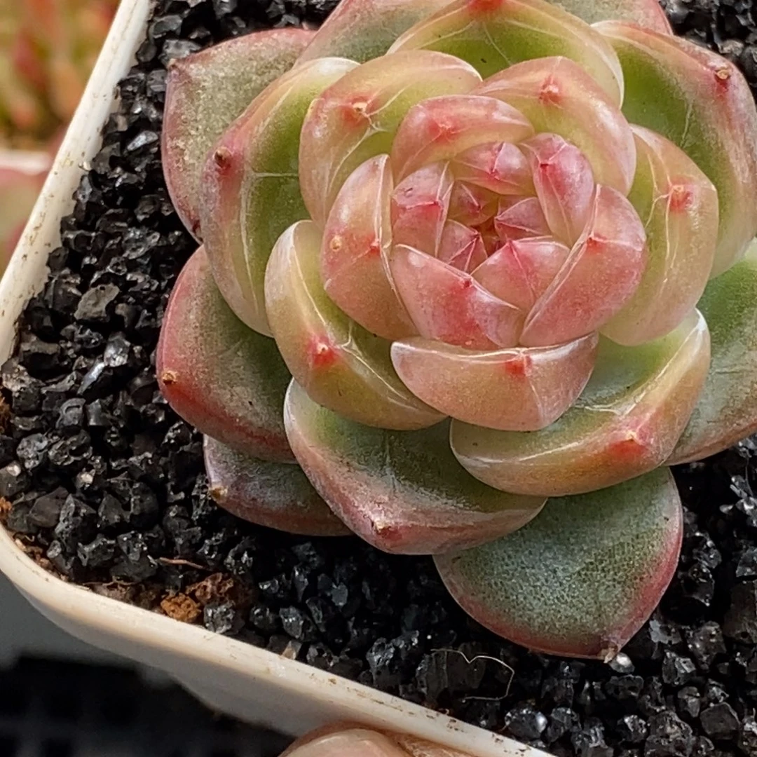 天官赐福百无禁忌