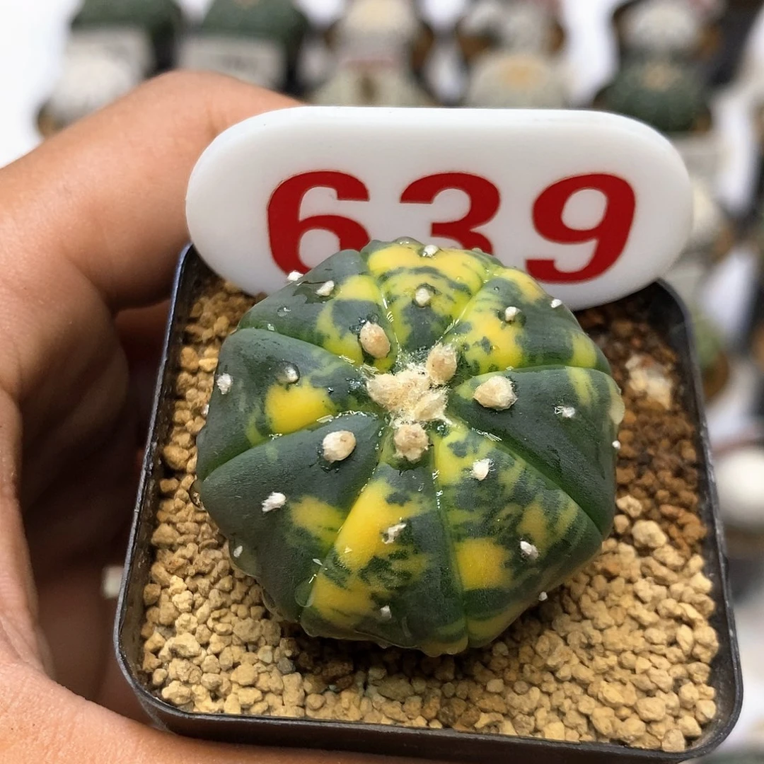 639福利特价来了哦