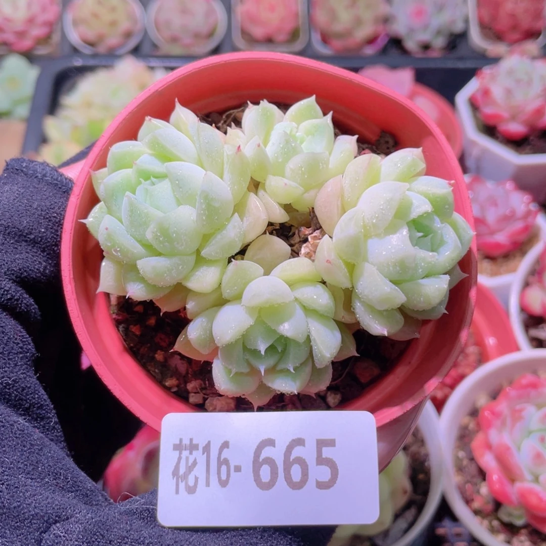 花利美16-665麦秆