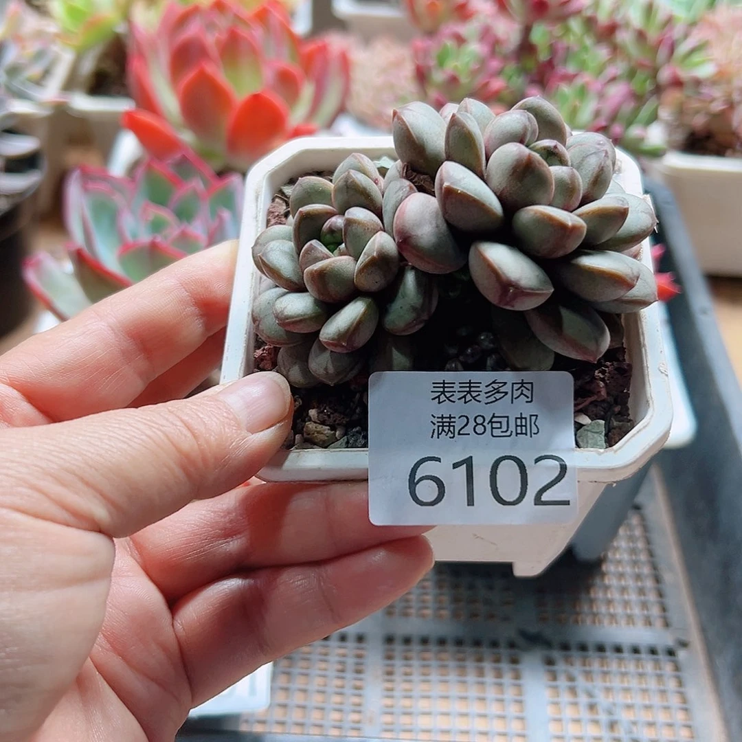 多肉一物一拍6102