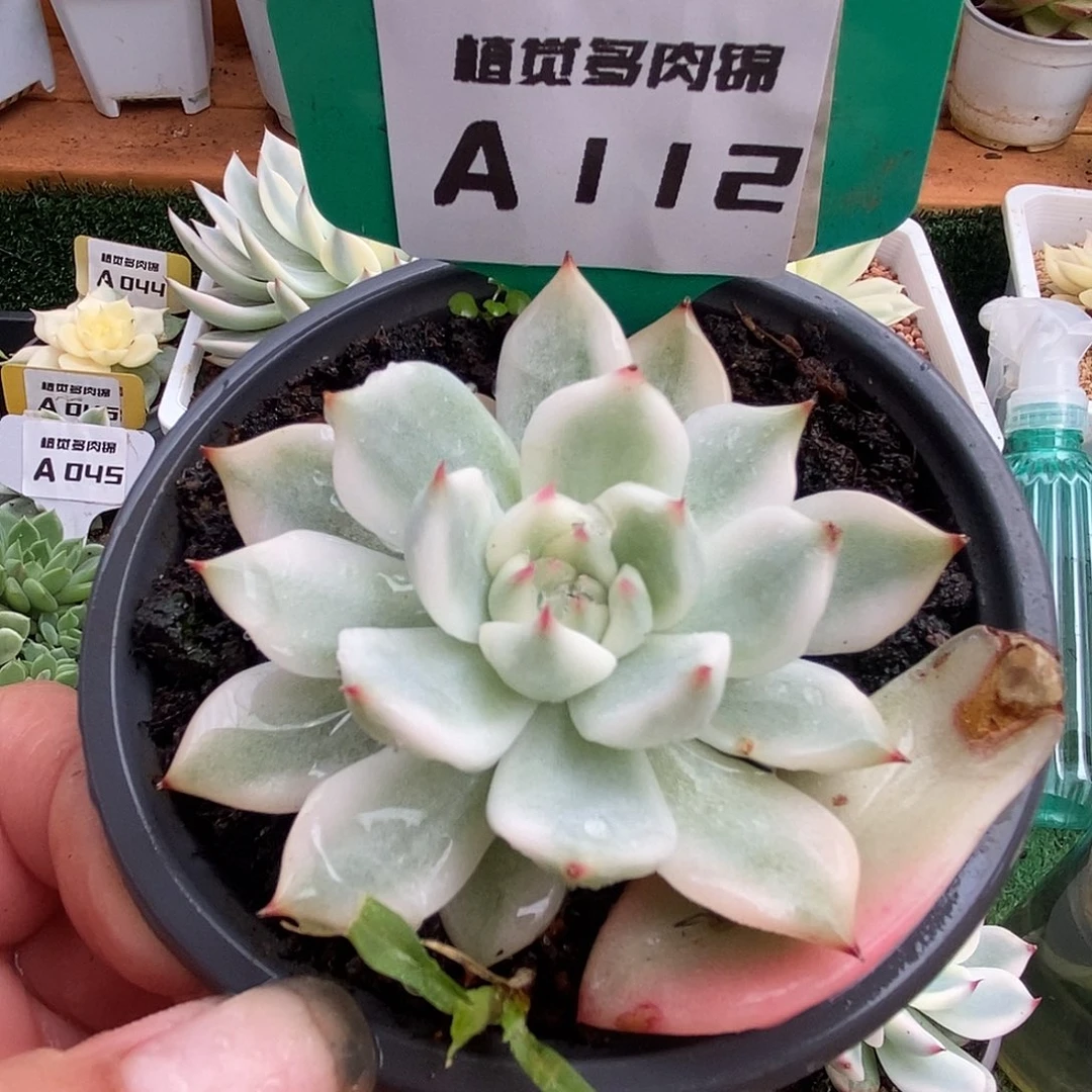 112娃娃哈哈哈哈哈哈