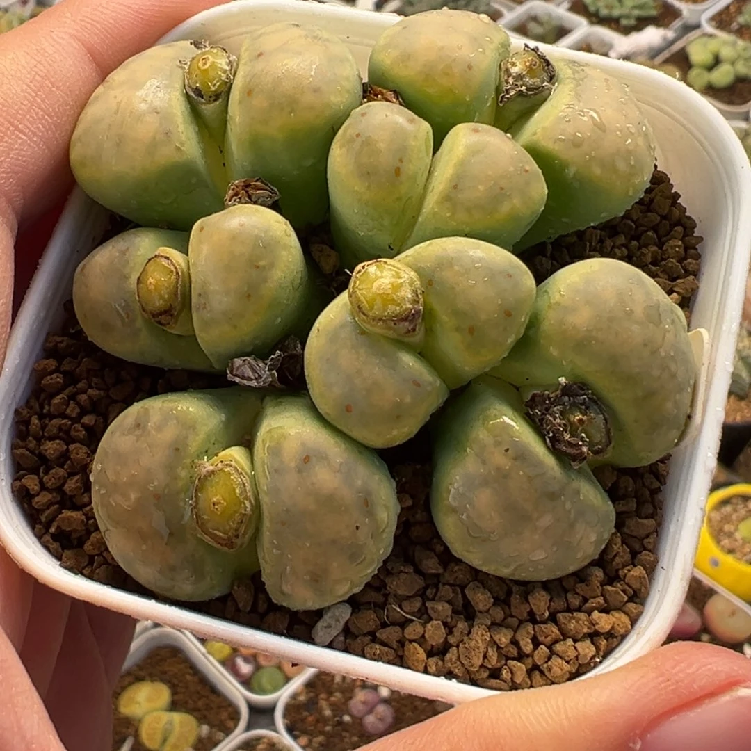 852多肉植物种类多样