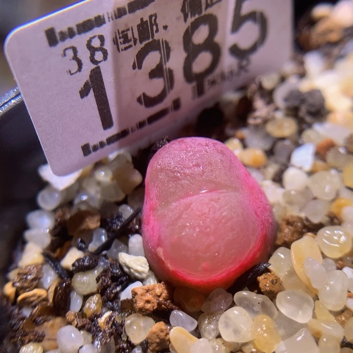 Sss精品生石花2385