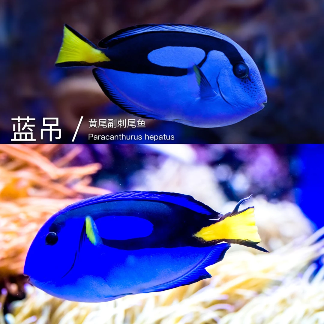 蓝吊·海水观赏鱼·售后需拍开箱视频