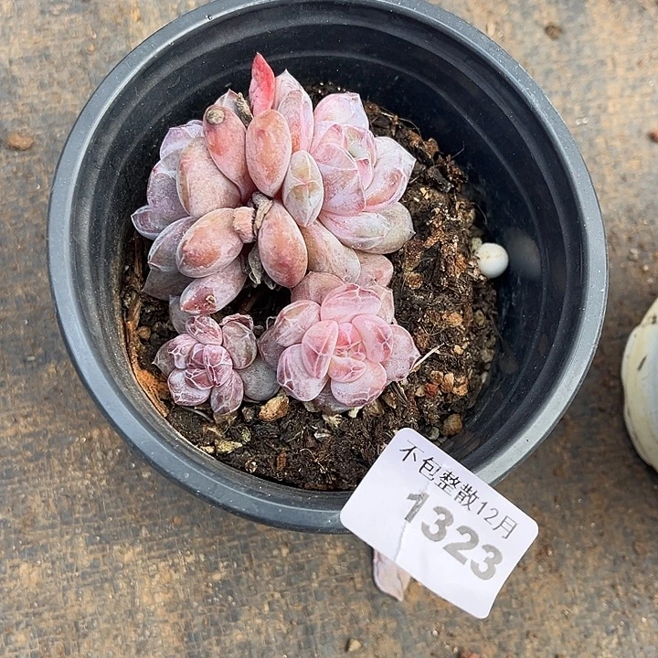 阿雅园艺。       1323