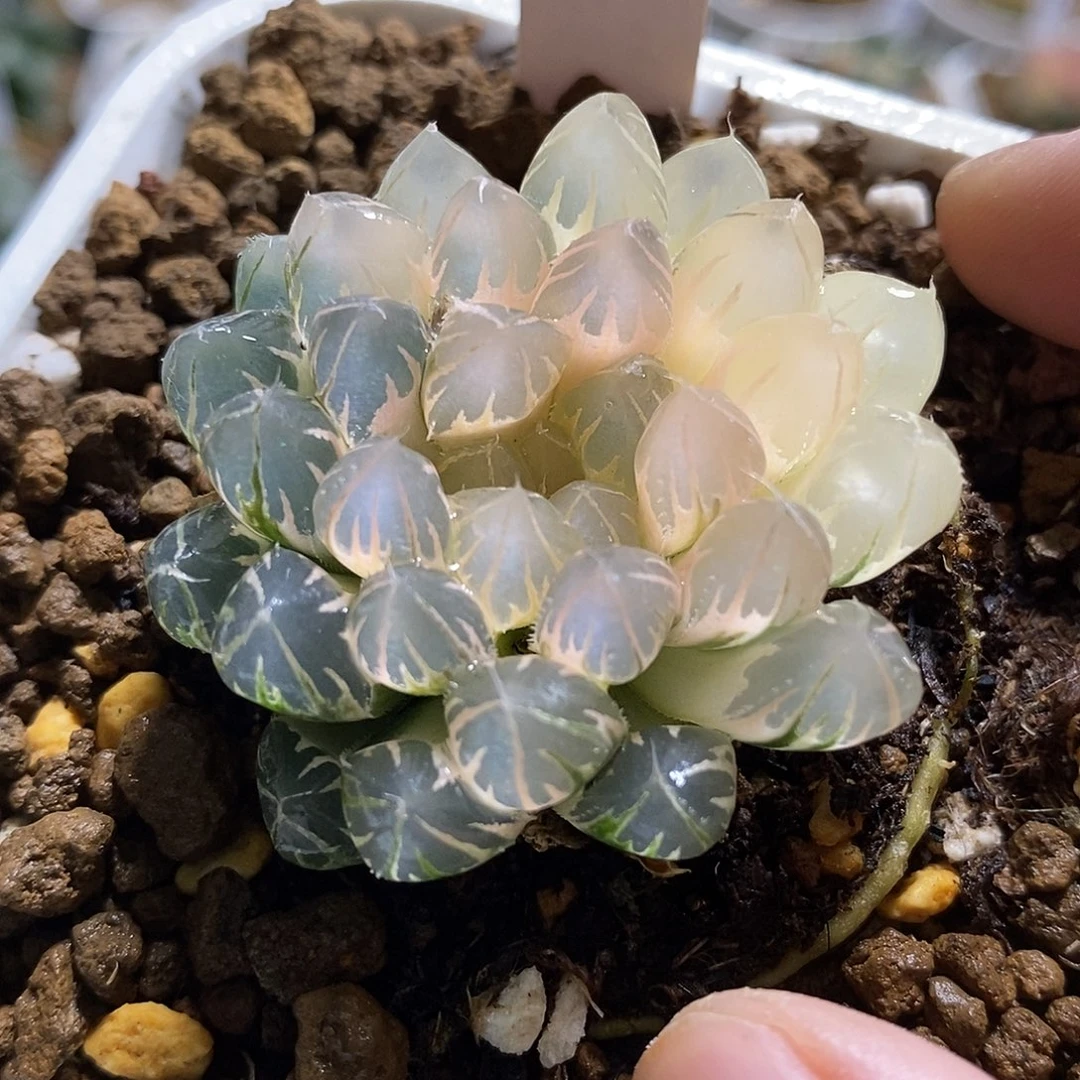 64糊斑霓虹灯哈哈哈哈哈